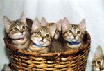 kittens+in+basket+color.jpg