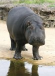 hippos1.jpg